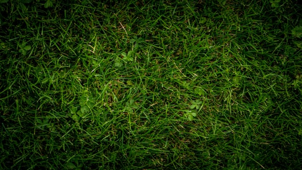 Texture background of green grass photo