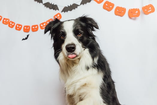 Trick or Treat concept. Funny puppy dog border collie on white background with halloween garland decorations. Preparation for Halloween party. photo