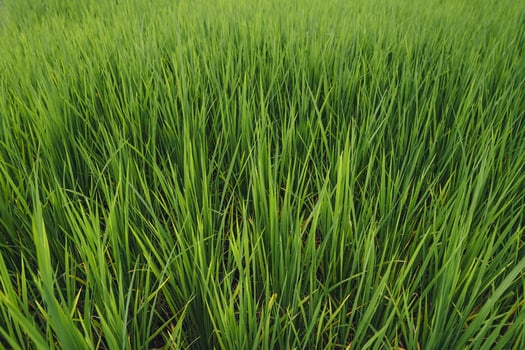 Green rice fields in the countryside at dusk photo