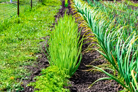 Photography on theme beautiful onion vegetable plant with napiform skin photo