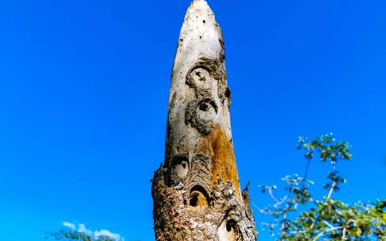 Bitten perforated old dead branch tree and stick wooden stake Mexico. photo