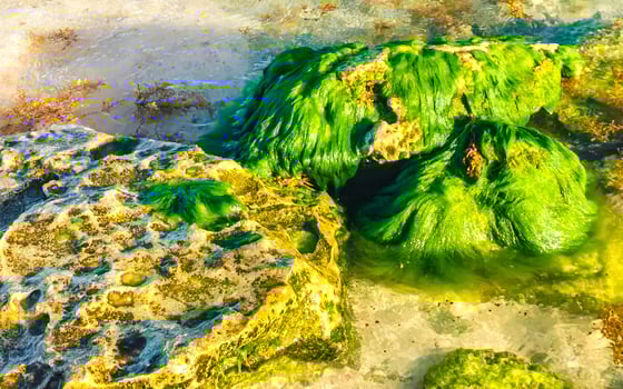 Stones rocks corals turquoise green blue water on beach Mexico. photo