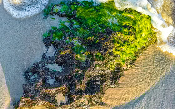 Stones rocks corals turquoise green blue water on beach Mexico. photo