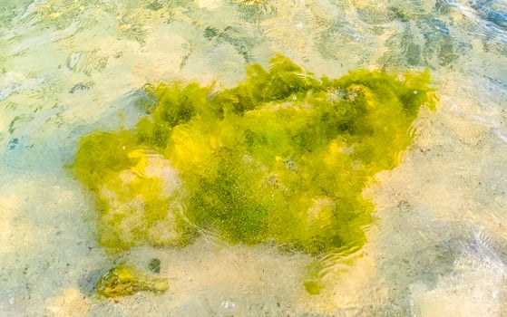 Stones rocks corals turquoise green blue water on beach Mexico. photo