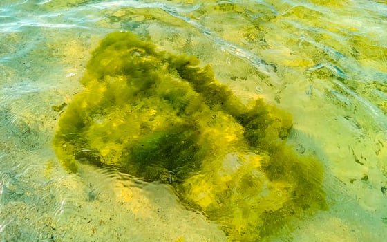Stones rocks corals turquoise green blue water on beach Mexico. photo