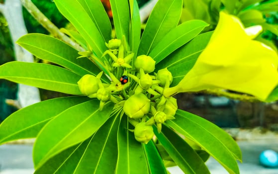 Yellow Oleander flower on tree with ladybug in Mexico. photo
