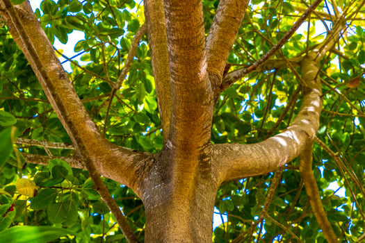 Huge beautiful Ficus maxima Fig tree Playa del Carmen Mexico. photo