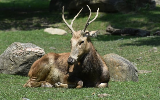 Pere Davids Deer Sleeping in a Field photo