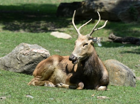 Pere Davids Deer Resting in a Field photo