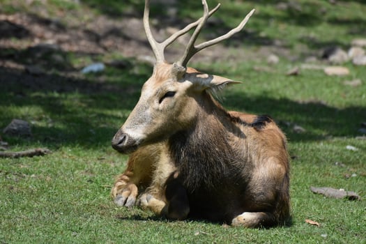 Tired Pere Davids Buck Resting in the Sun photo