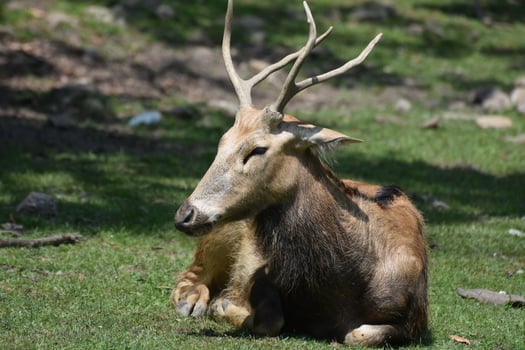 Up Close and Personal with a Pere Davids Deer photo