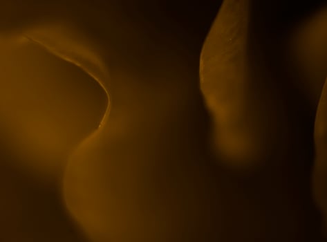 Rose Close Up Background Design photo