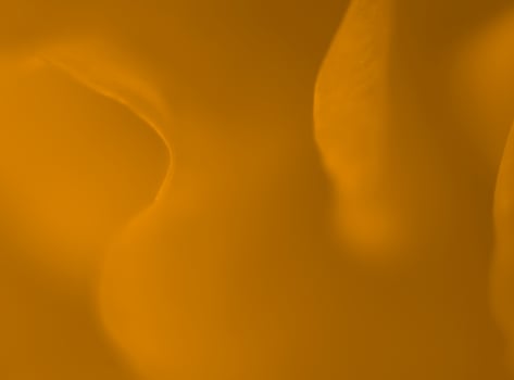 Rose Close Up Background Design photo