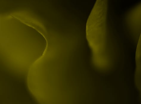 Rose Close Up Background Design photo
