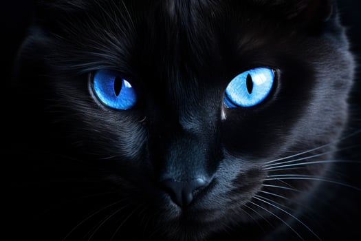 Black cat blue eyes. Generate Ai photo