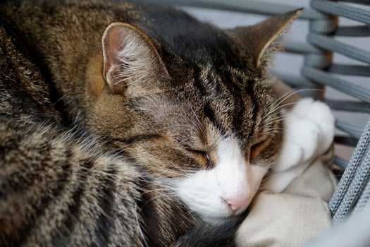 Single White and Brown Cat Sleeping photo