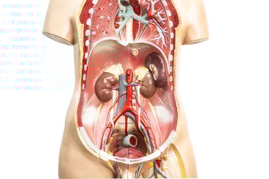 Human kidney model anatomy for medical training course, teaching medicine education. photo