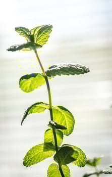 Sprig of mint photo
