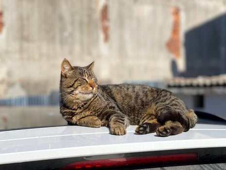 A cat lying on the roof of a car, basking in the sun photo