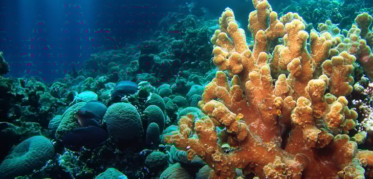 coral underwater sea underwater ecosystem tourism diving photo