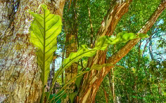 Tropical jungle and nature with trees branches plants flowers Mexico. photo