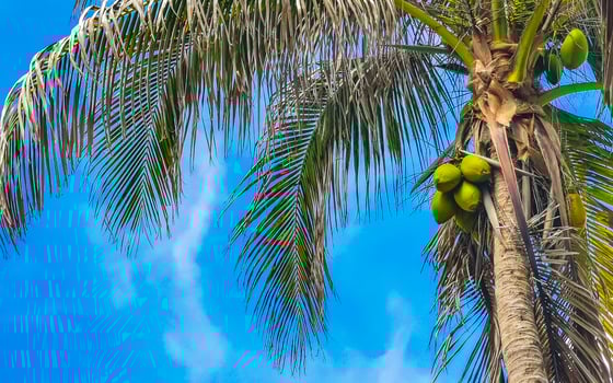 Tropical palm trees coconuts blue sky in Tulum Mexico. photo