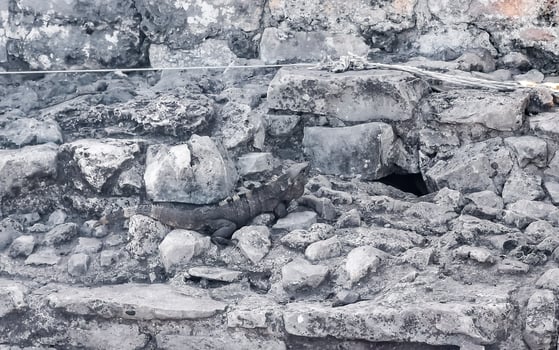 Iguana on rock Tulum ruins Mayan site temple pyramids Mexico. photo