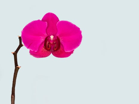 Phalaenopsis Stellenbosch single purple flower on a gray background. Copy space. Tropical flower, branch of orchid close up. Purple orchid background. Holiday, Women's Day, Flower card, beauty. photo