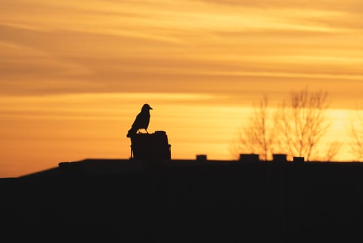 Selective focus. Dark silhouette of a raven sitting on the roof on a chimney against the background of a bright orange sunset. Dramatic natural background with a raven. photo