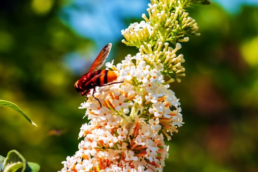 Buddleia summer flowers. Latin name Buddleja davidii. Buddleia Davidii Butterfly Bush. A bee collects nectar from a flower. photo