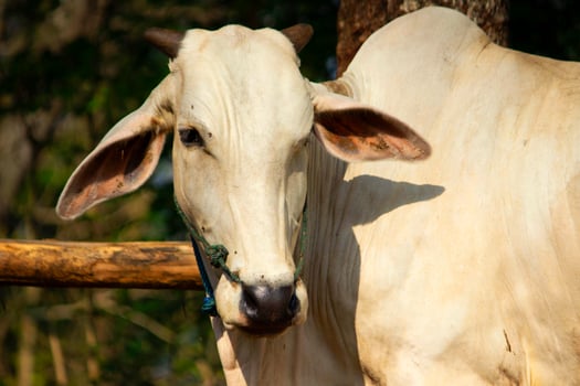 cow. Ongole Crossbred cattle or Javanese Cow or White Cow or sapi peranakan ongole  or Bos taurus is the largest cattle in Indonesia in traditional farm, Indonesia. Traditional livestock breeding photo