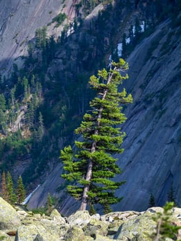 Old mighty cedar tree grow on mossy meadow against the background of mountains. The impressive Siberian nature of the Western Sayans. Vertical view. photo