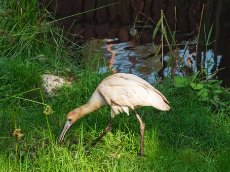 Beautiful Eurasian Spoonbill or common spoonbill photo