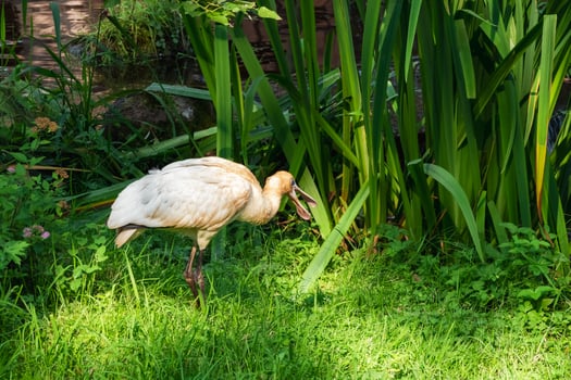 Beautiful Eurasian Spoonbill or common spoonbill photo