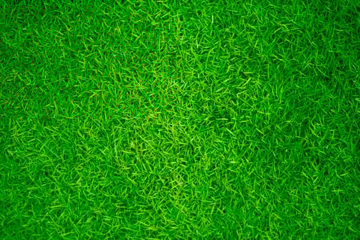 Green grass texture background grass garden concept used for making green background football pitch, Grass Golf, green lawn pattern textured background. photo