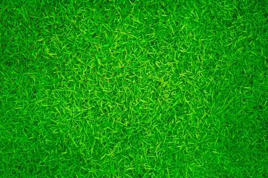 Green grass texture background grass garden concept used for making green background football pitch, Grass Golf, green lawn pattern textured background. photo