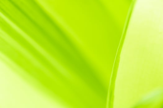 Gradient Nature view of green leaf on blurred greenery background in garden with copy space using as background natural green plants landscape, ecology, fresh wallpaper photo