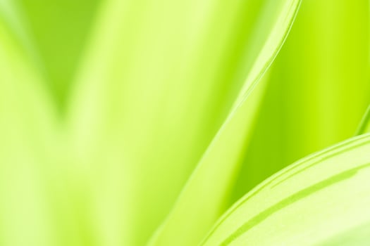 Gradient Nature view of green leaf on blurred greenery background in garden with copy space using as background natural green plants landscape, ecology, fresh wallpaper photo
