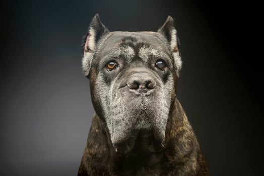 Portrait of a lovely cane corso photo