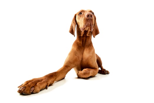 Studio shot of an adorable Hungarian vizsla photo