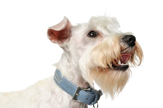 Portrait of an adorable Schnauzer photo