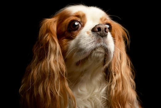 Portrait of an adorable American Cocker Spaniel photo