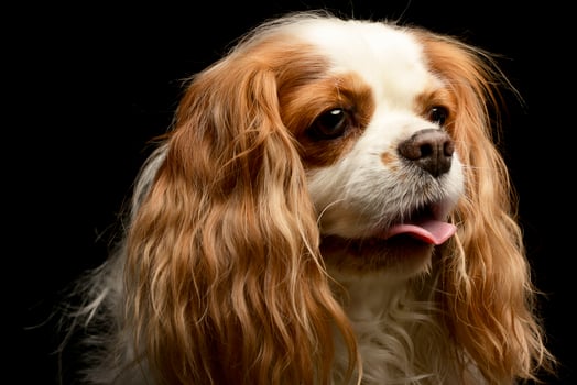 Portrait of an adorable American Cocker Spaniel photo