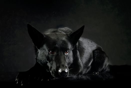 Studio shot of a lovely shepherd dog photo