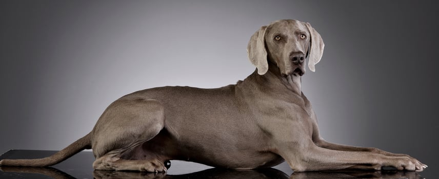 Studio shot of an adorable Weimaraner photo