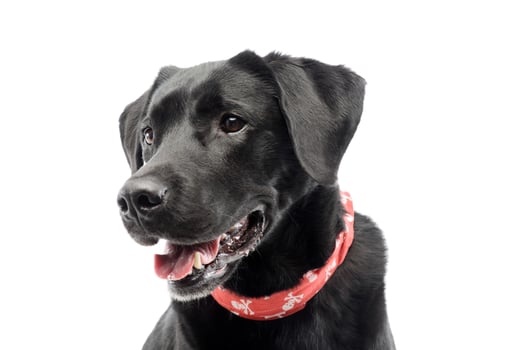 Portrait of an adorable labrador retriever photo