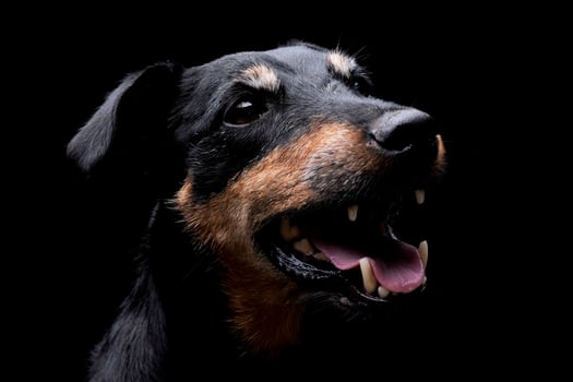 Jack Russell Terrier portrait in dark background photo
