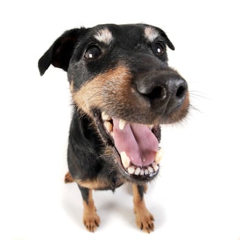 Jack Russell Terrier portrait inwhite background photo
