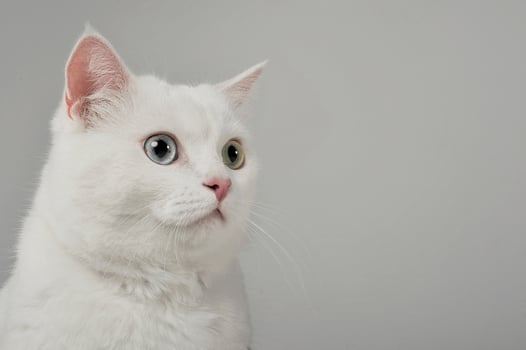 Portrait of an adorable domestic cat with different eye color photo
