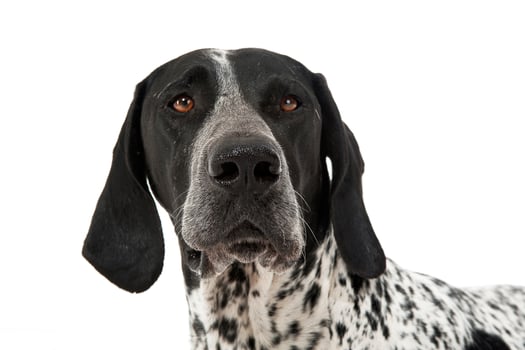German Pointer portrait in a white studio photo